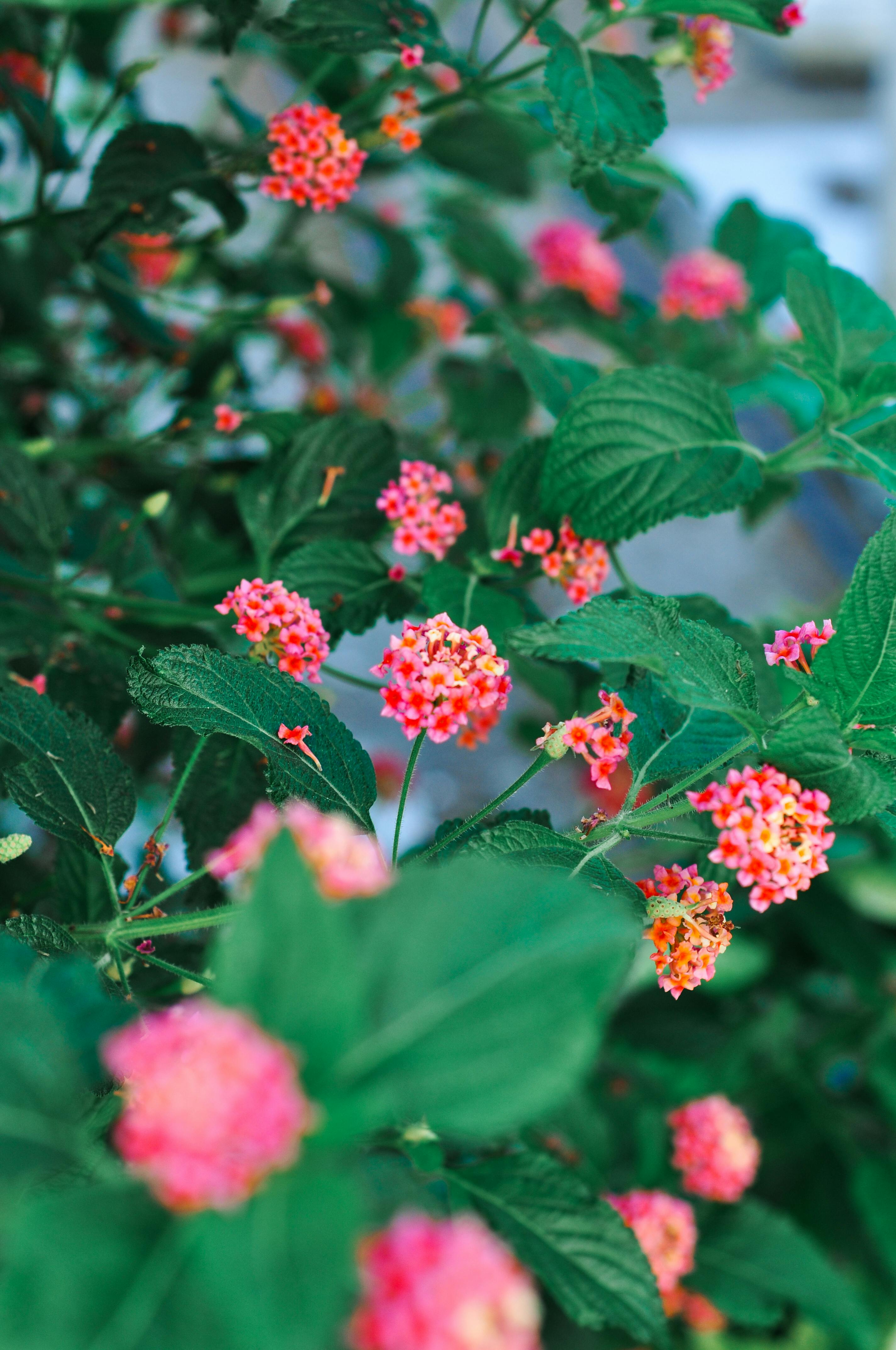 [ColoSach]-beautiful-close-up-of-vibrant-lantana-flowers-with-lush-green-leaves-in-an-outdoor-setting.