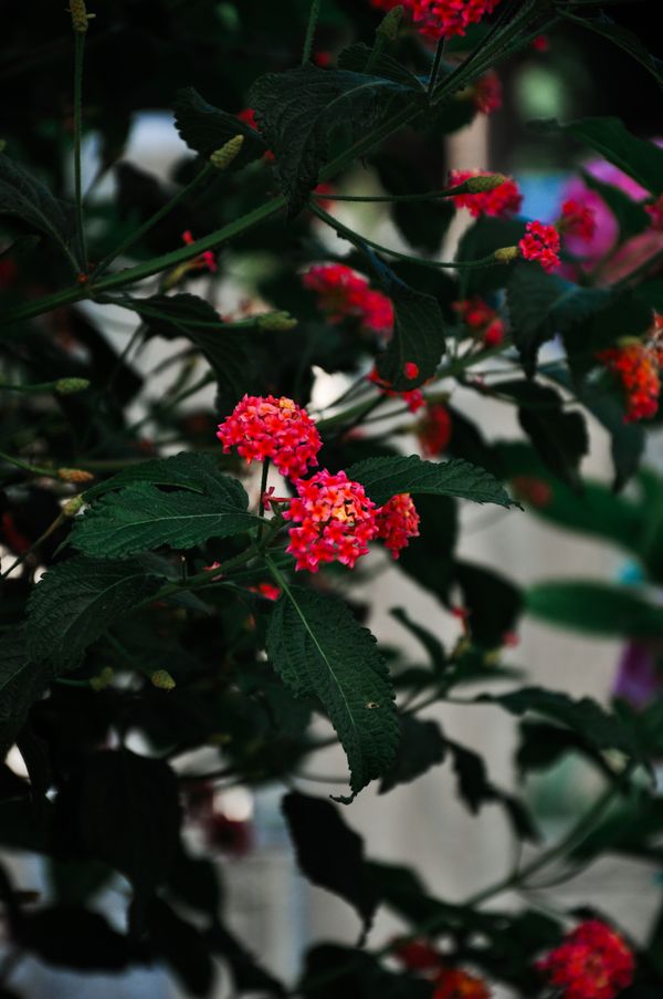 Lantana flowers surrounded by dark green leaves