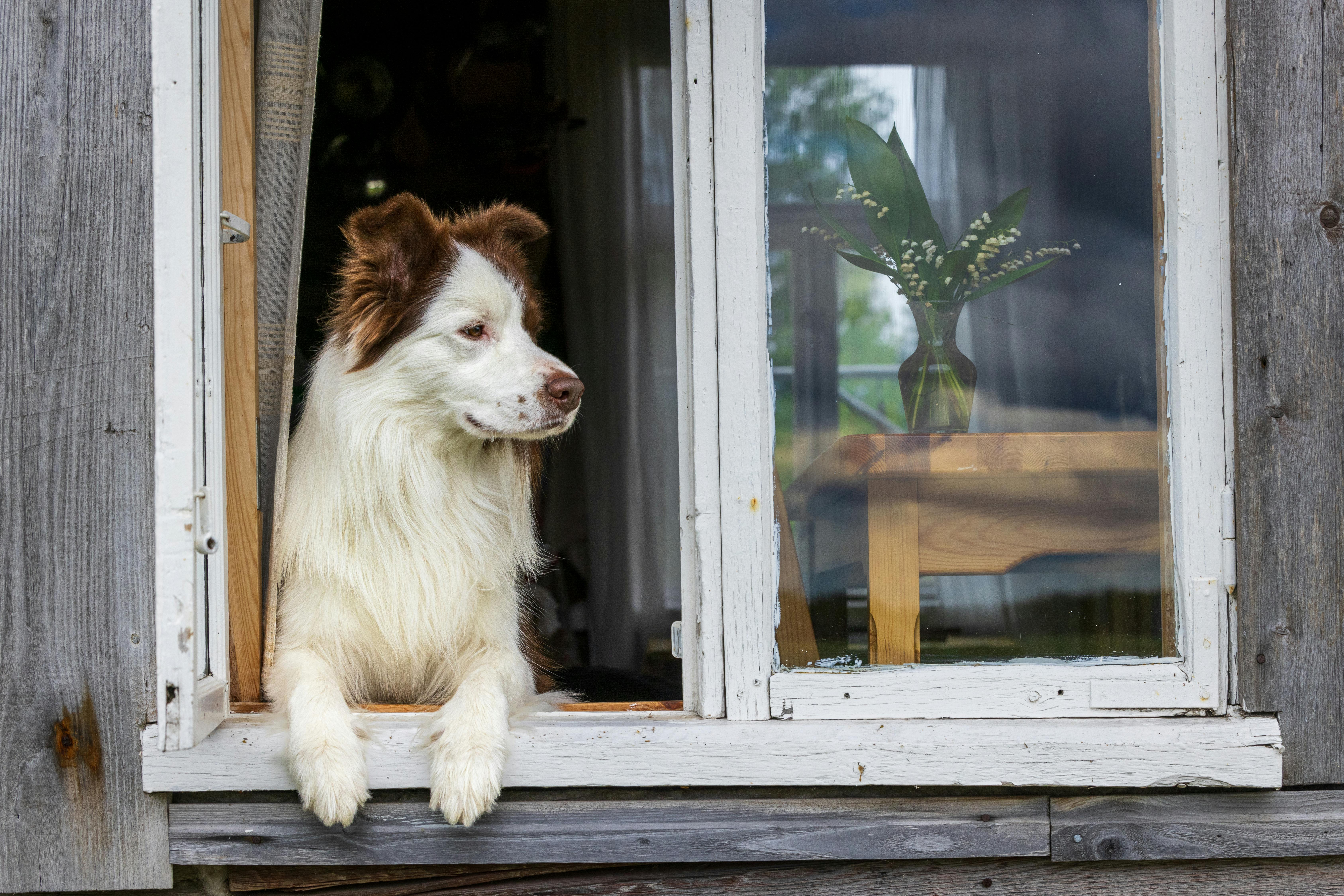 Dogs as Lifestyle Companions: What This Means for Brands &amp; Retailers — Photo by Laura Lumimaa on Pexels