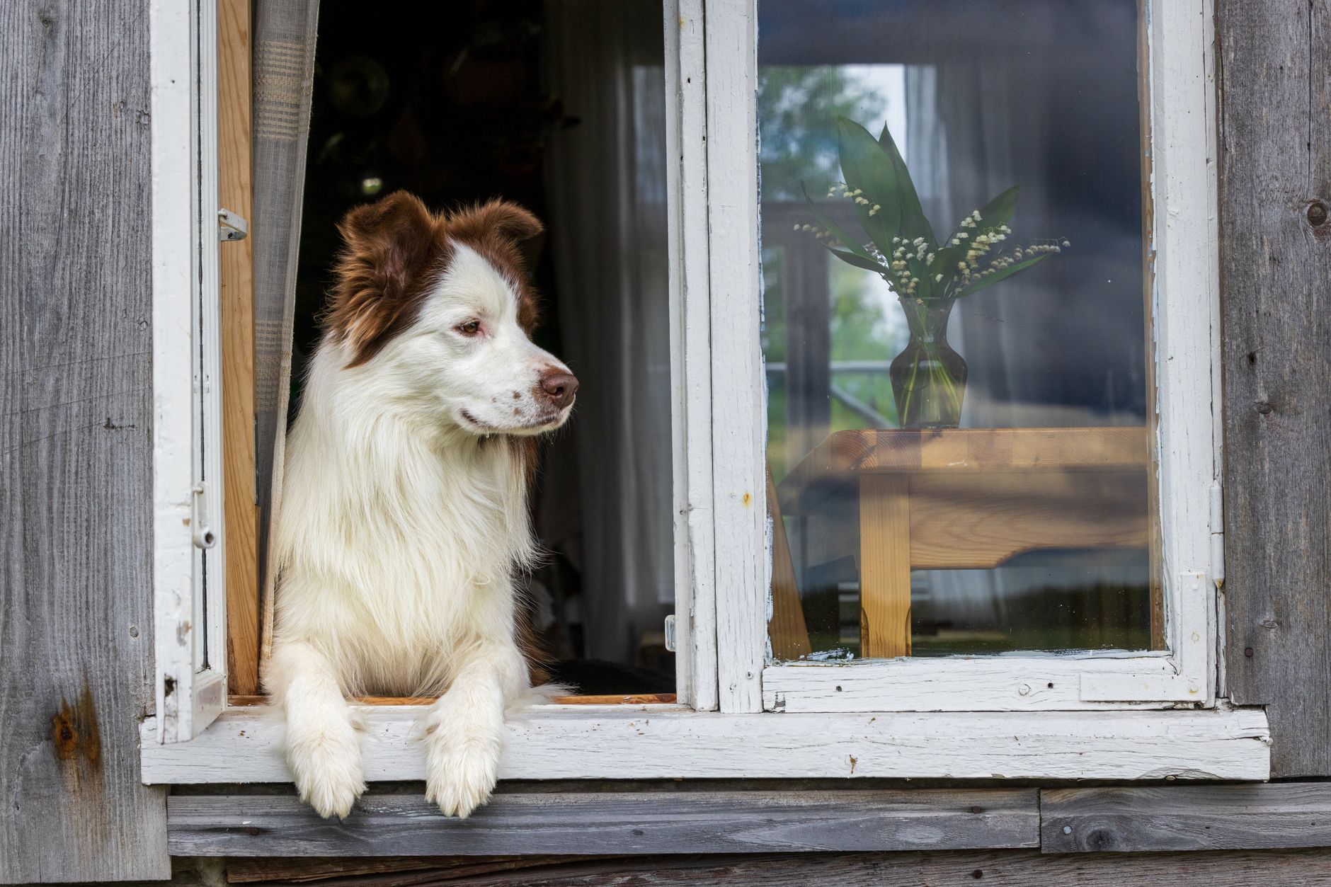 Can Science Help Dogs Live Longer? Inside The Breakthroughs Extending Canine Lifespans