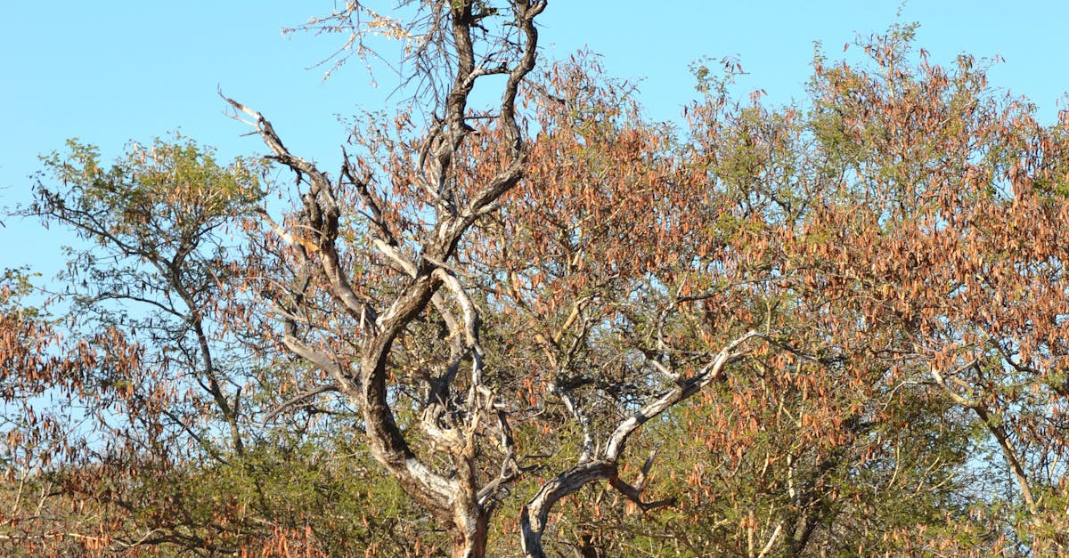 Free stock photo of Tree in the Bushveld
