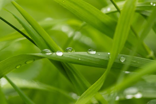 Macro shot of fresh dew droplets on vibrant green grass, showcasing nature's beauty.