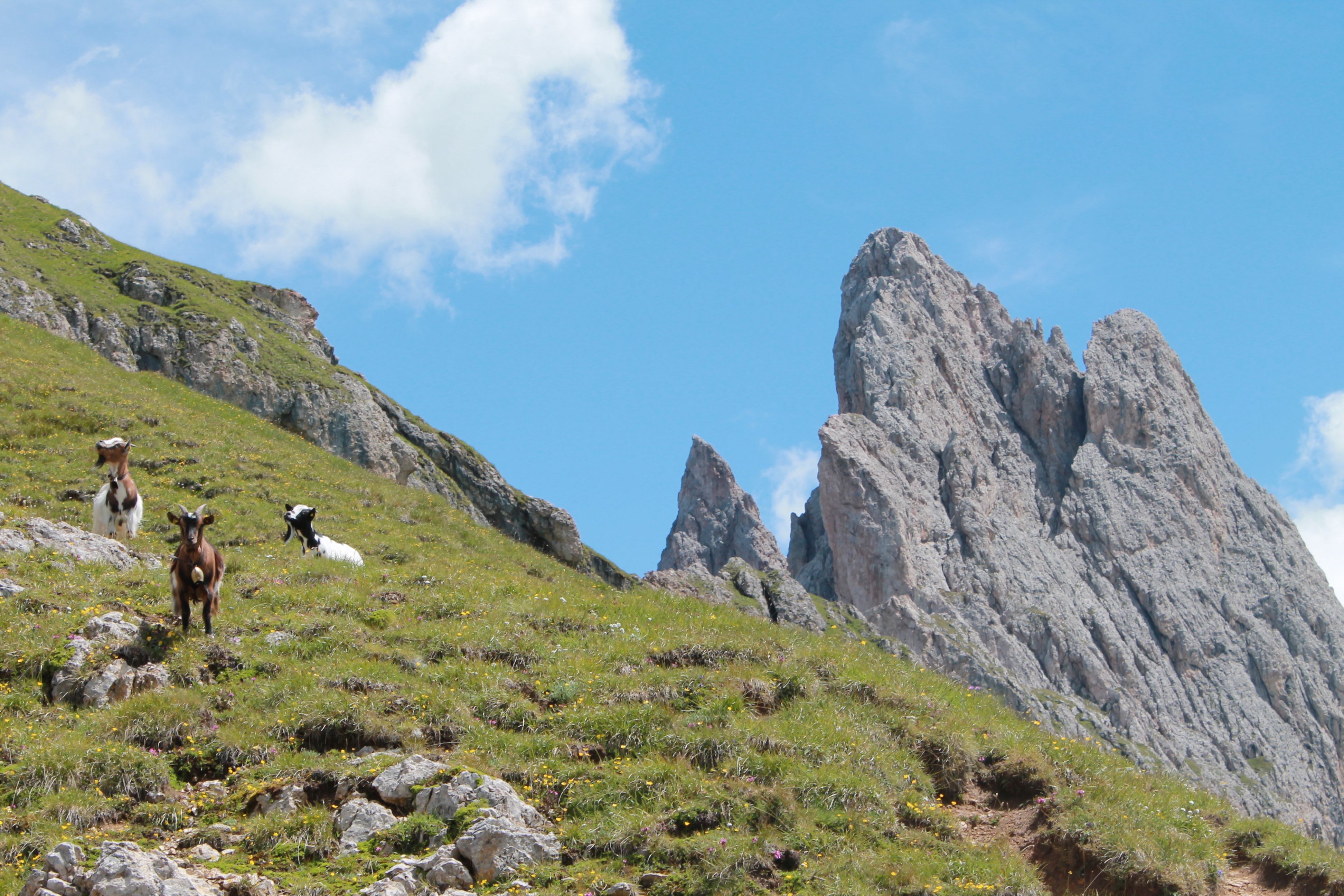Goats on a grassy slope with rocky Dolomites peaks under blue skies in Ortisei, Italy. Goats on a grassy slope with rocky Dolomites peaks under blue skies in Ortisei, Italy.
