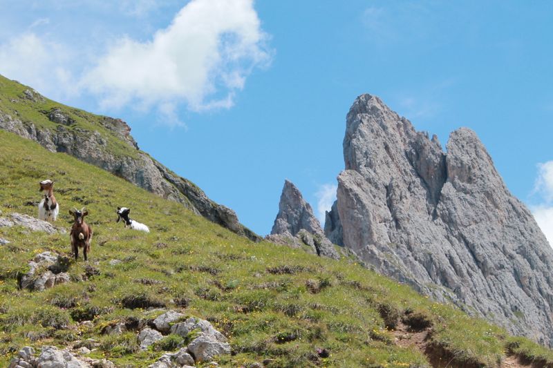 Capre pășunând pe pajiștile de sub Seceda