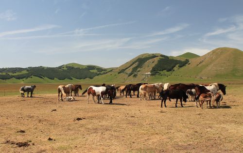 Free A herd of horses grazing in the beautiful landscape of Castelluccio di Norcia, Italy. Stock Photo