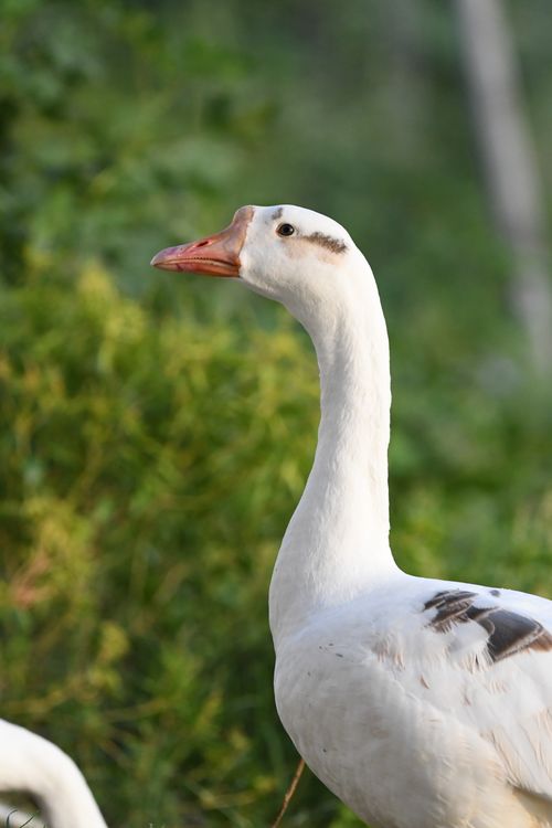 Free Detailed portrait of a white goose standing outdoors against a lush green backdrop. Stock Photo