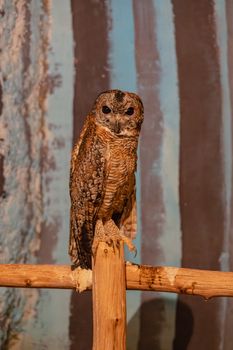owl photo