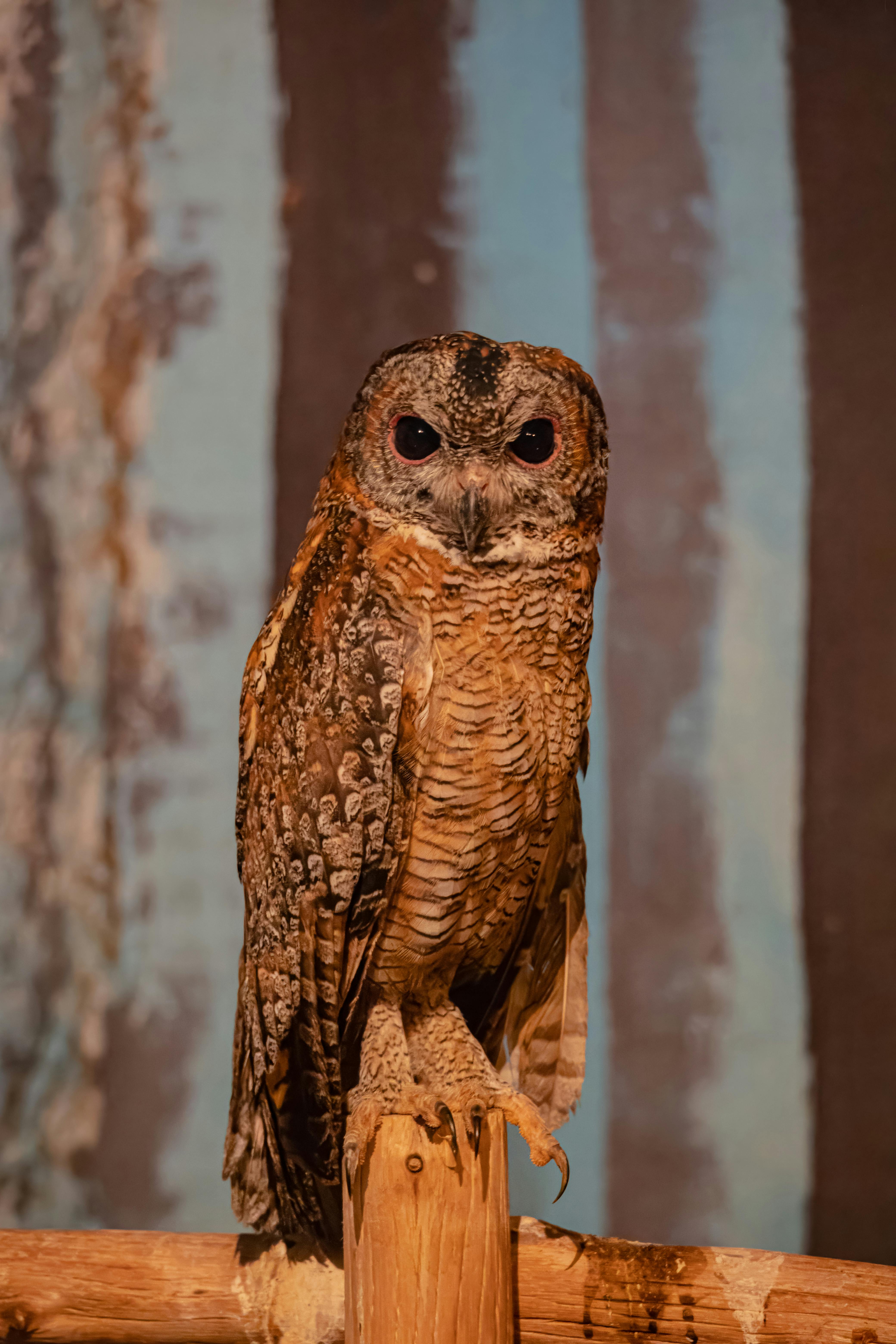 spot bellied eagle owl perched indoors