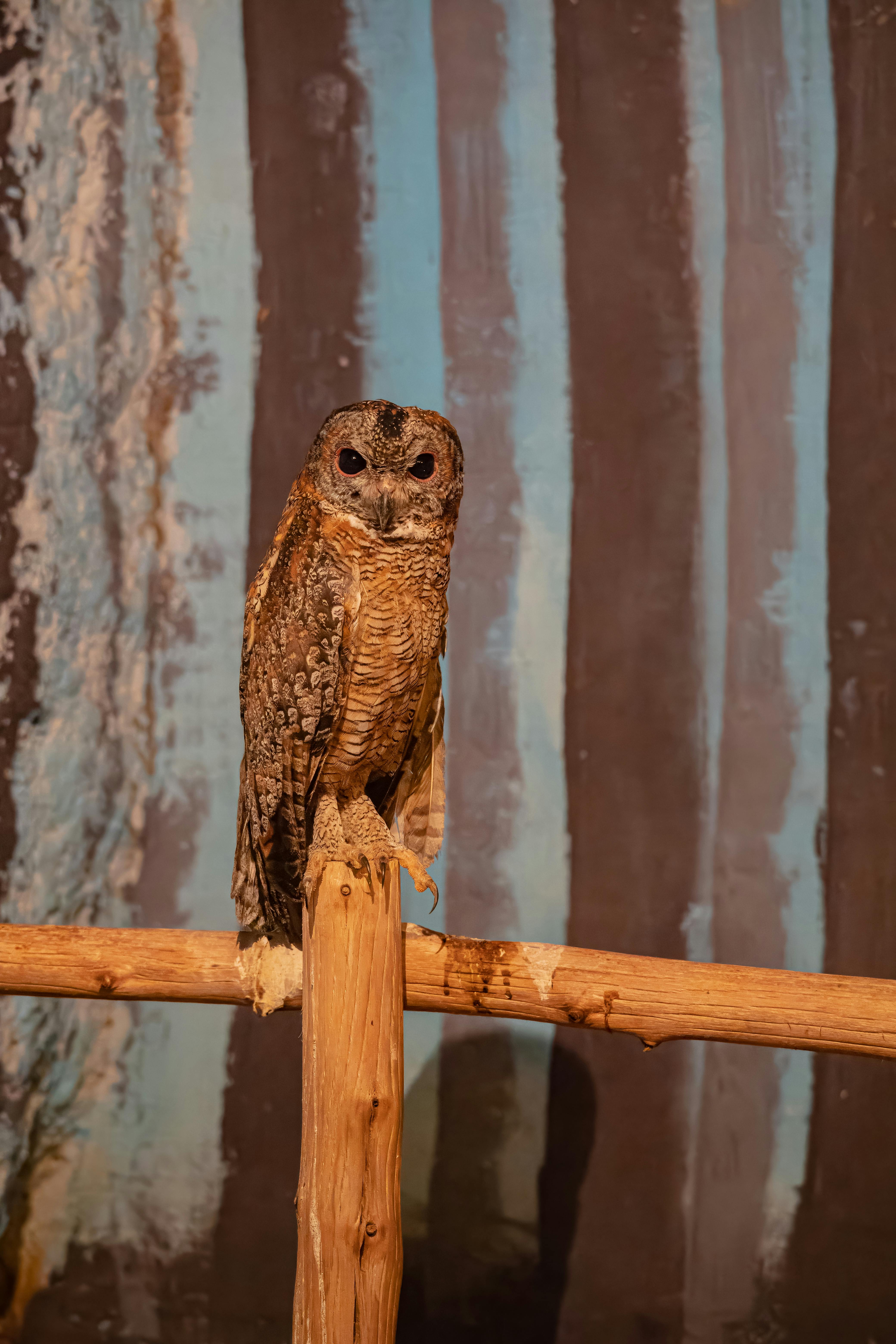 spotted wood owl perched on wooden branch