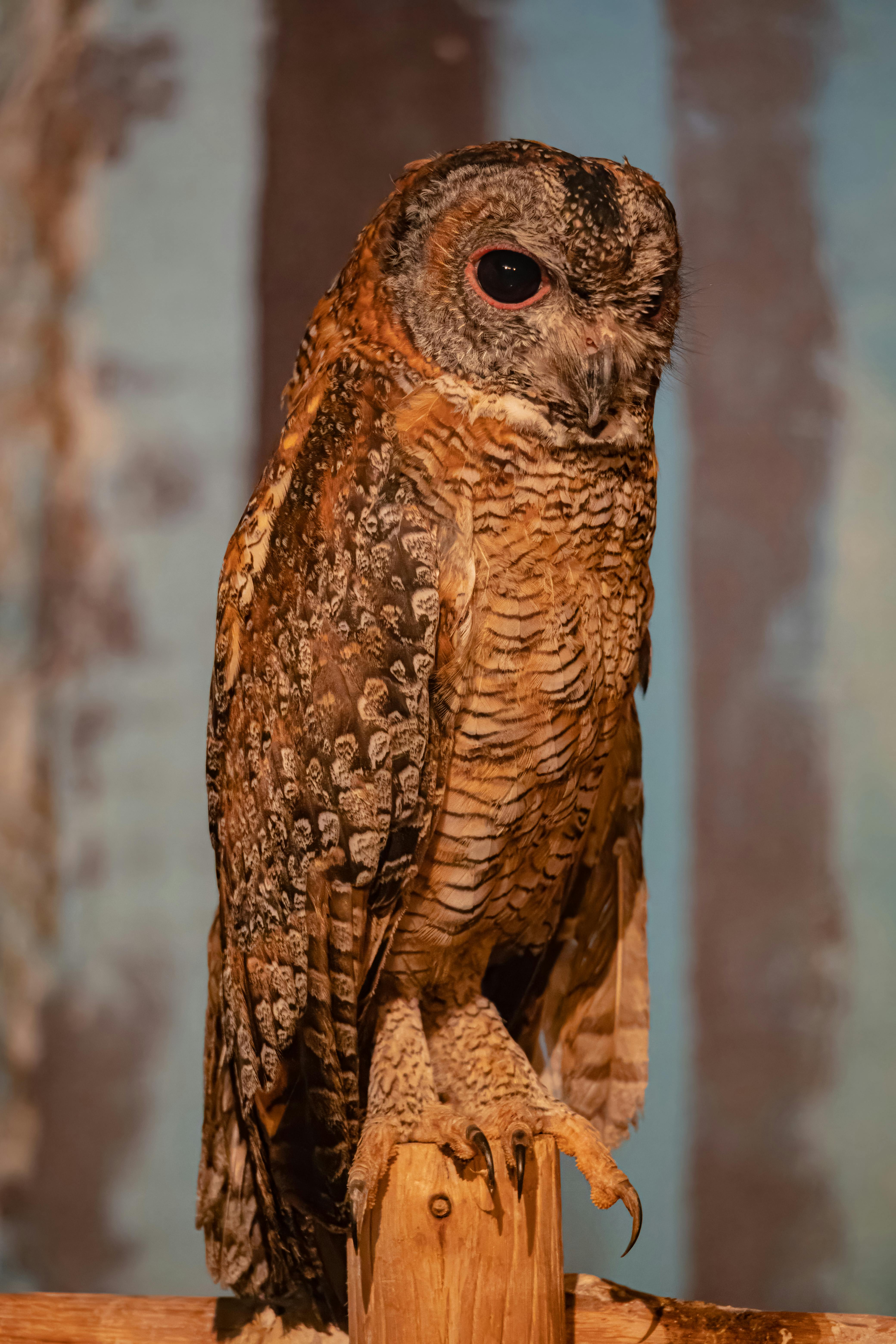 majestic owl perched on post in profile