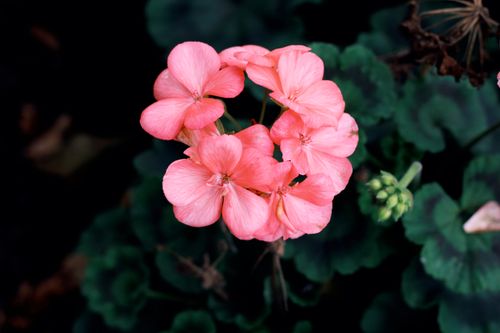Free Vibrant pink geranium flowers captured in a close-up shot, showcasing their natural beauty and detail. Stock Photo