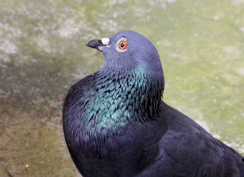 Free Detailed close-up of a rock pigeon showcasing vibrant iridescent feathers and striking orange eye. Stock Photo