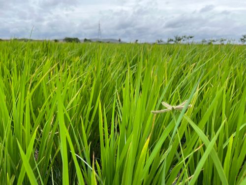 Free fields Stock Photo