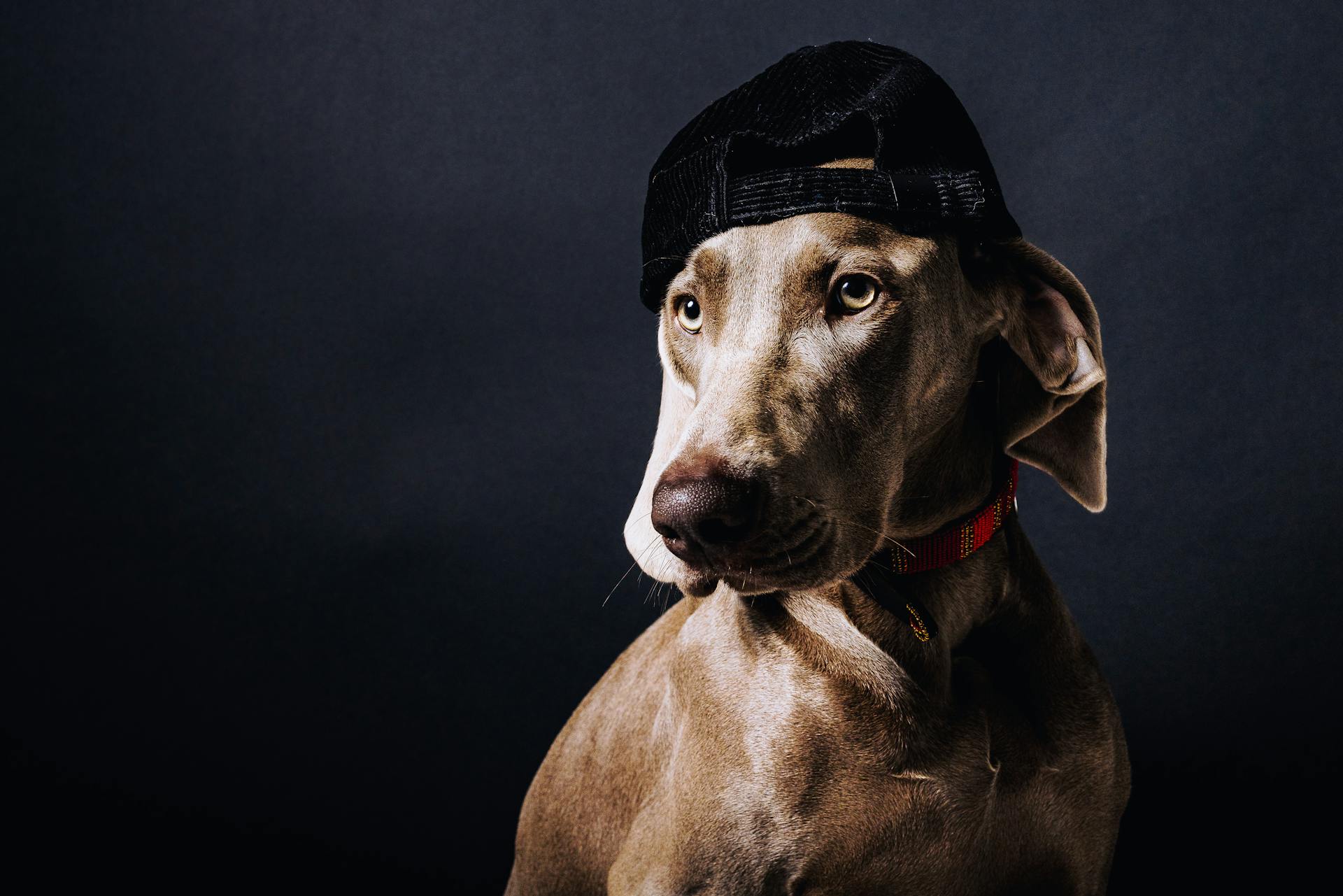 Un chien Weimaraner avec un chapeau dans un portrait de studio