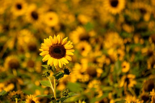 Free Close-up of a vibrant sunflower in full bloom, set against a lush, sunlit field. Stock Photo