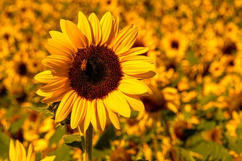 Free 해바라기 Stock Photo