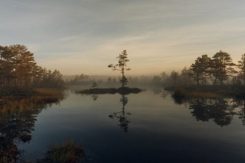 Free A tranquil misty bog lake landscape captured at dawn with serene reflections. Stock Photo