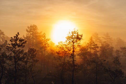 Sunrise casting golden light over a misty forest and bog, creating a serene atmosphere.