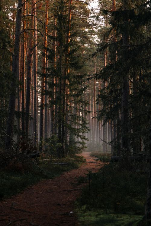 Free Peaceful forest pathway surrounded by tall pine trees at dusk, evoking tranquility. Stock Photo