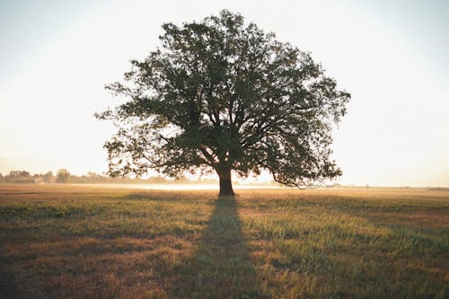Foto d'estoc gratuïta de a l'aire lliure, a pagès, arbre