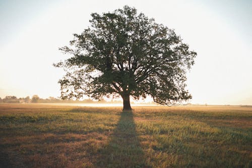 Green Tree