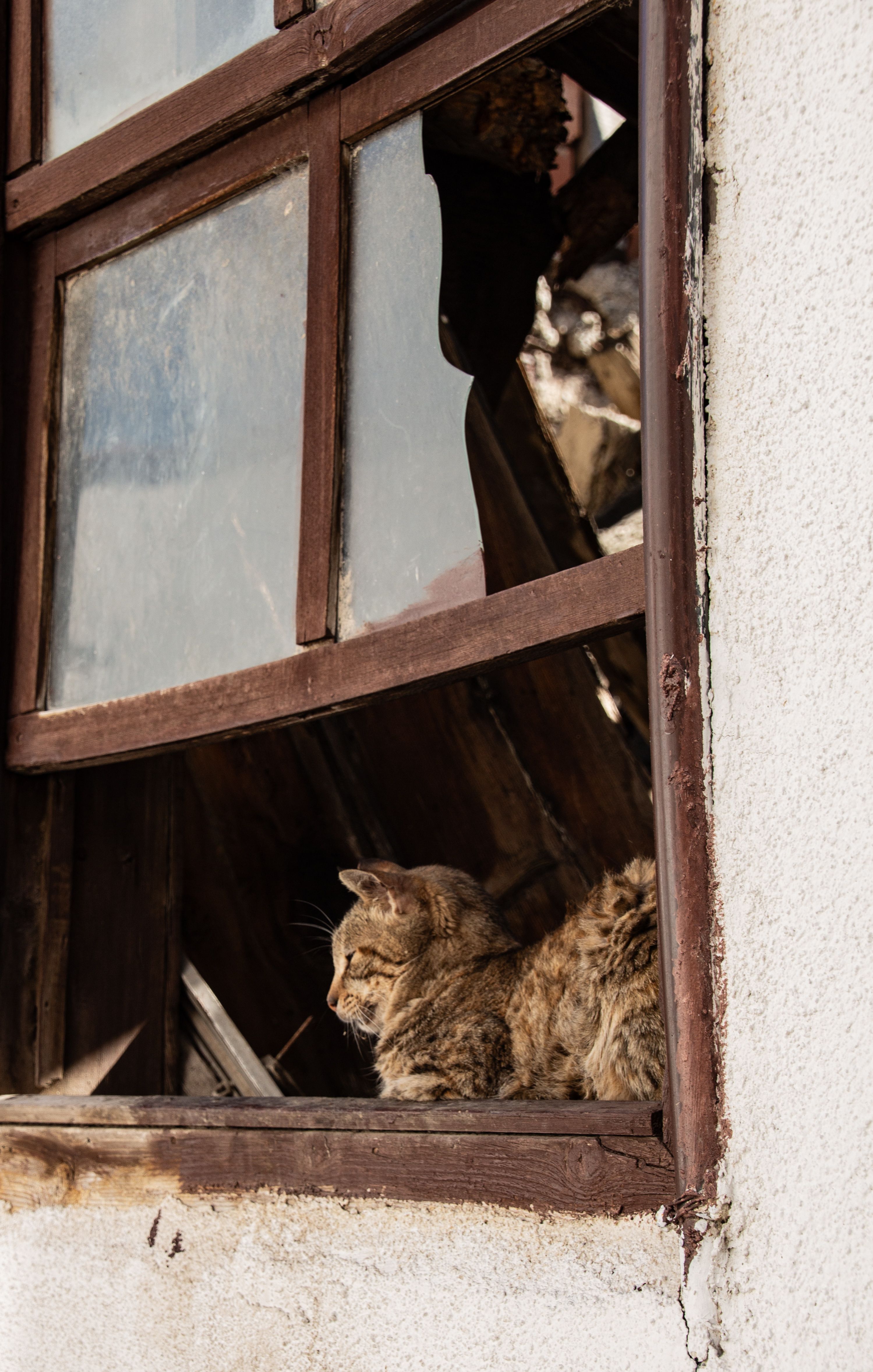 Tabby Cat Relaxing in Old Window Frame · Free Stock Photo