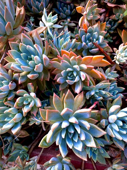 Free Vibrant close-up of echeveria succulents showcasing their unique patterns and colors. Stock Photo