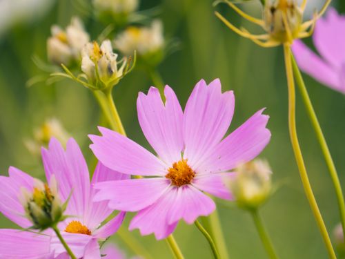Free Vibrant pink cosmos flowers blooming in a lush garden setting, symbolizing spring. Stock Photo