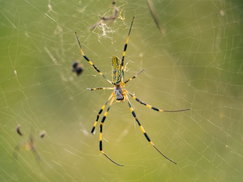 Free Detailed view of an orb weaver spider on its web against a green background. Stock Photo