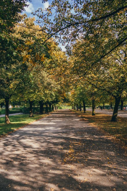 Free Peaceful autumn scene with colorful trees lining a quiet park pathway. Stock Photo