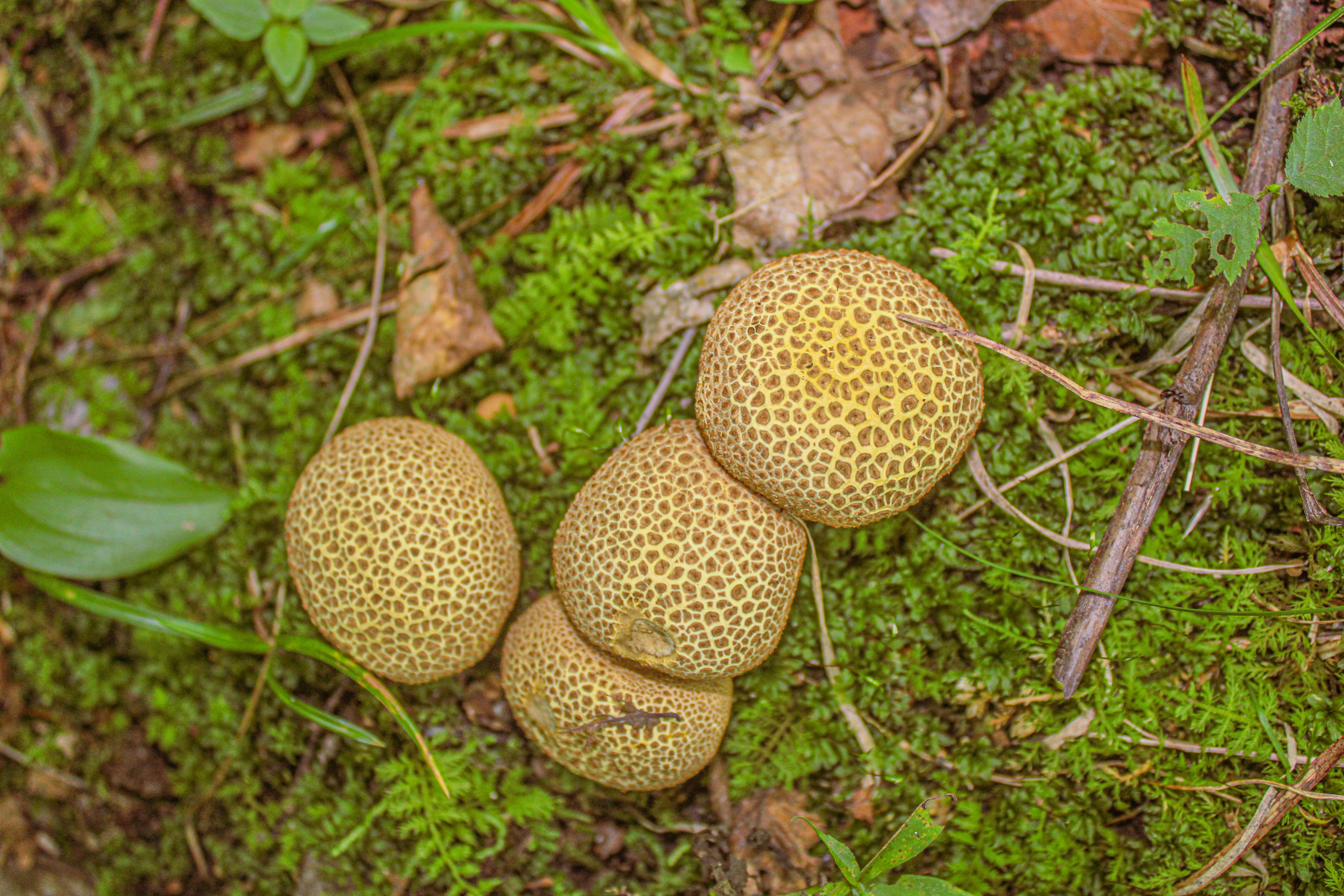 Vermont Autumn Mushrooms