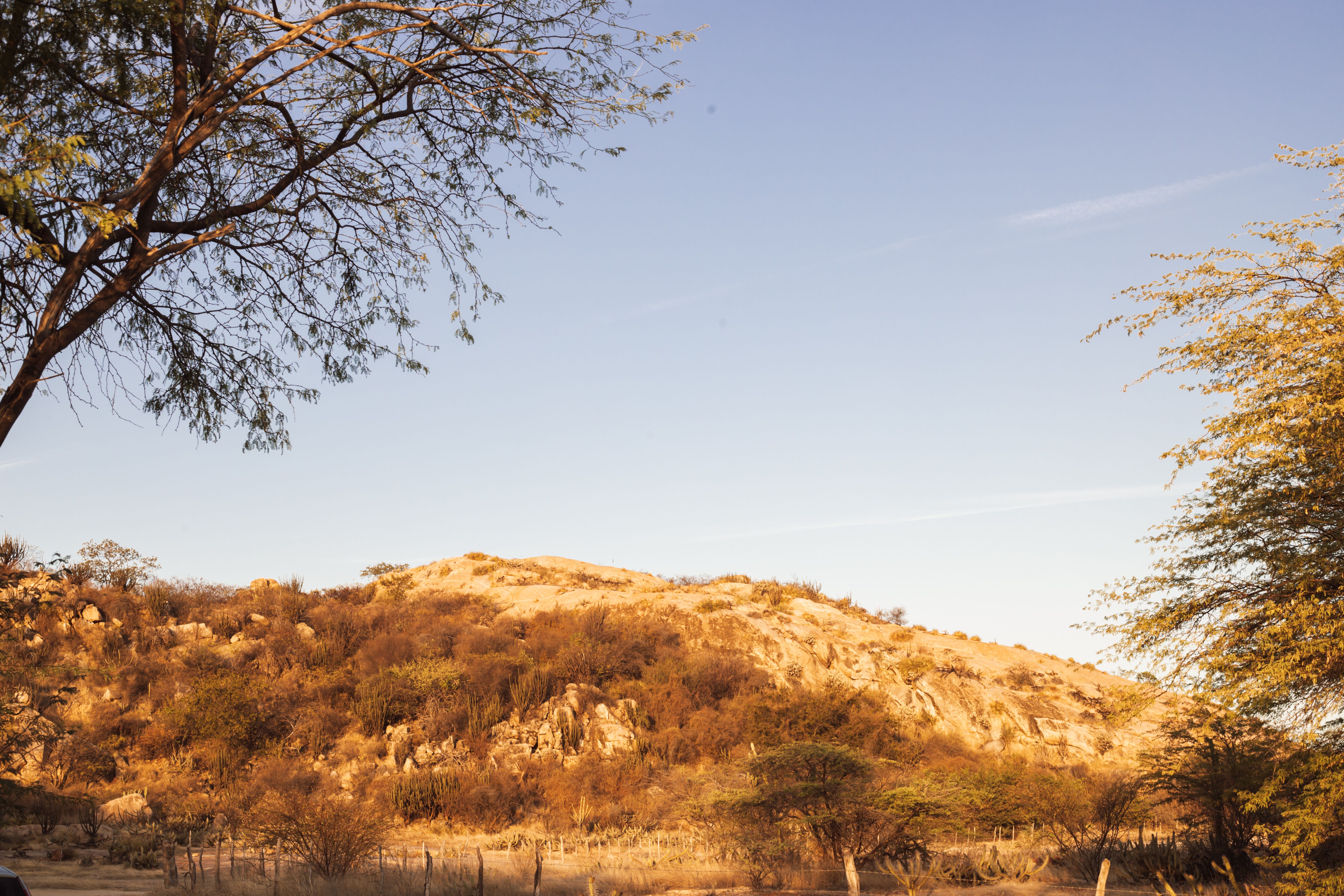 Sunlit desert landscape with sparse vegetation, Zimbabwe