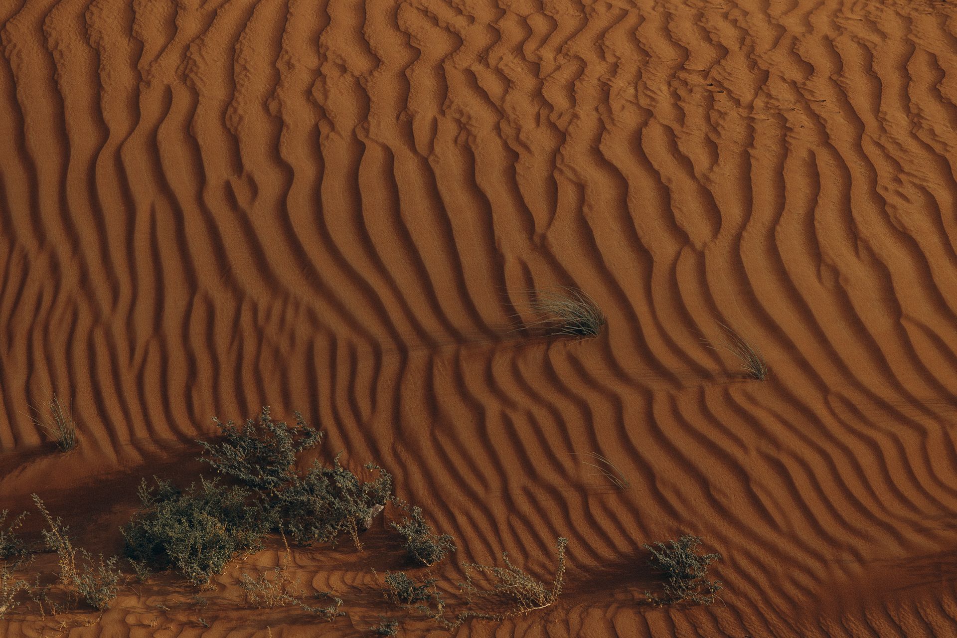 Alain Desert UAE