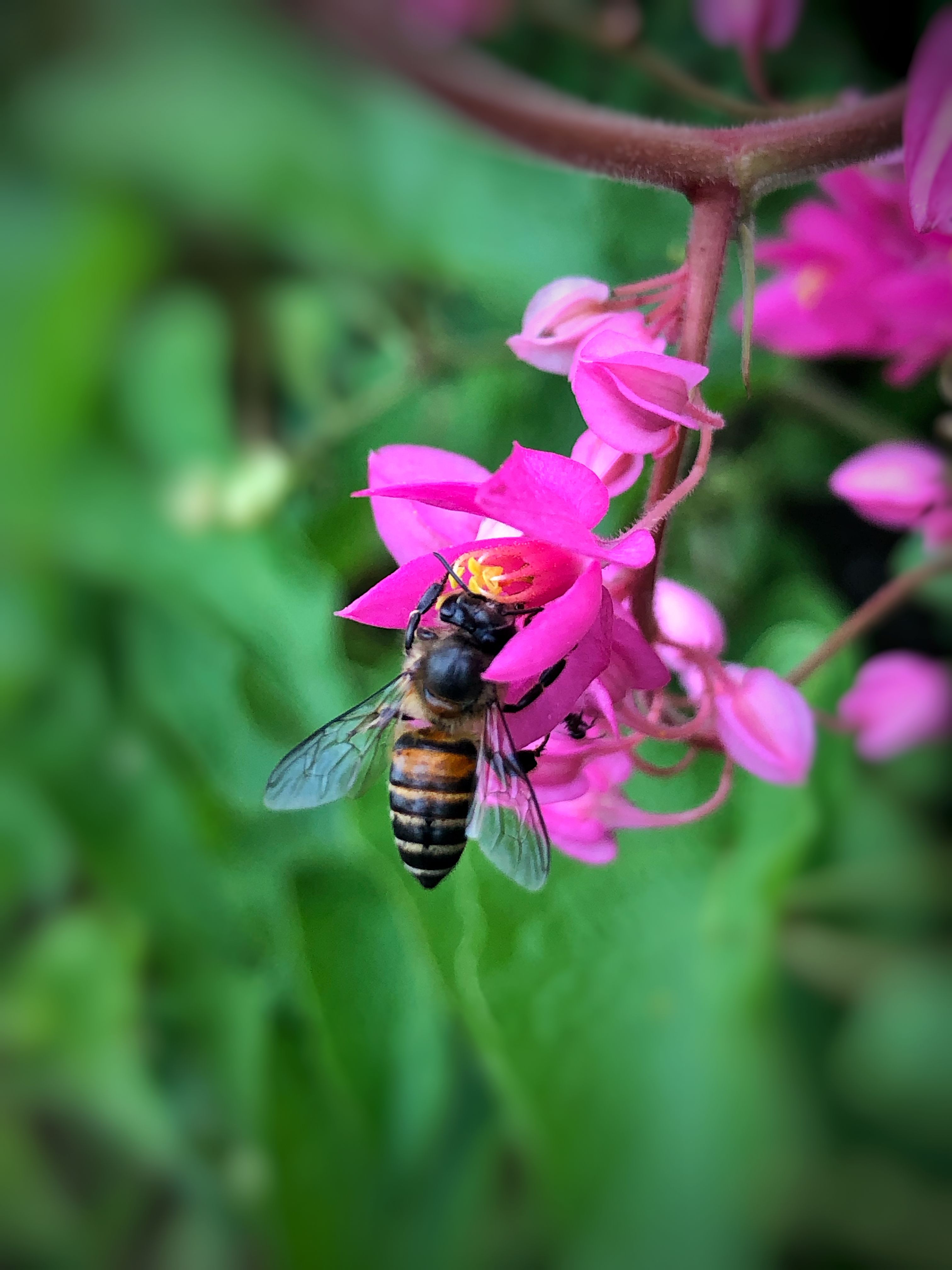 Honey Bee Pollinating Pink Flowers in Garden · Free Stock Photo
