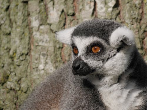 Free Detailed image of a ring-tailed lemur with bright orange eyes against a tree bark background. Stock Photo