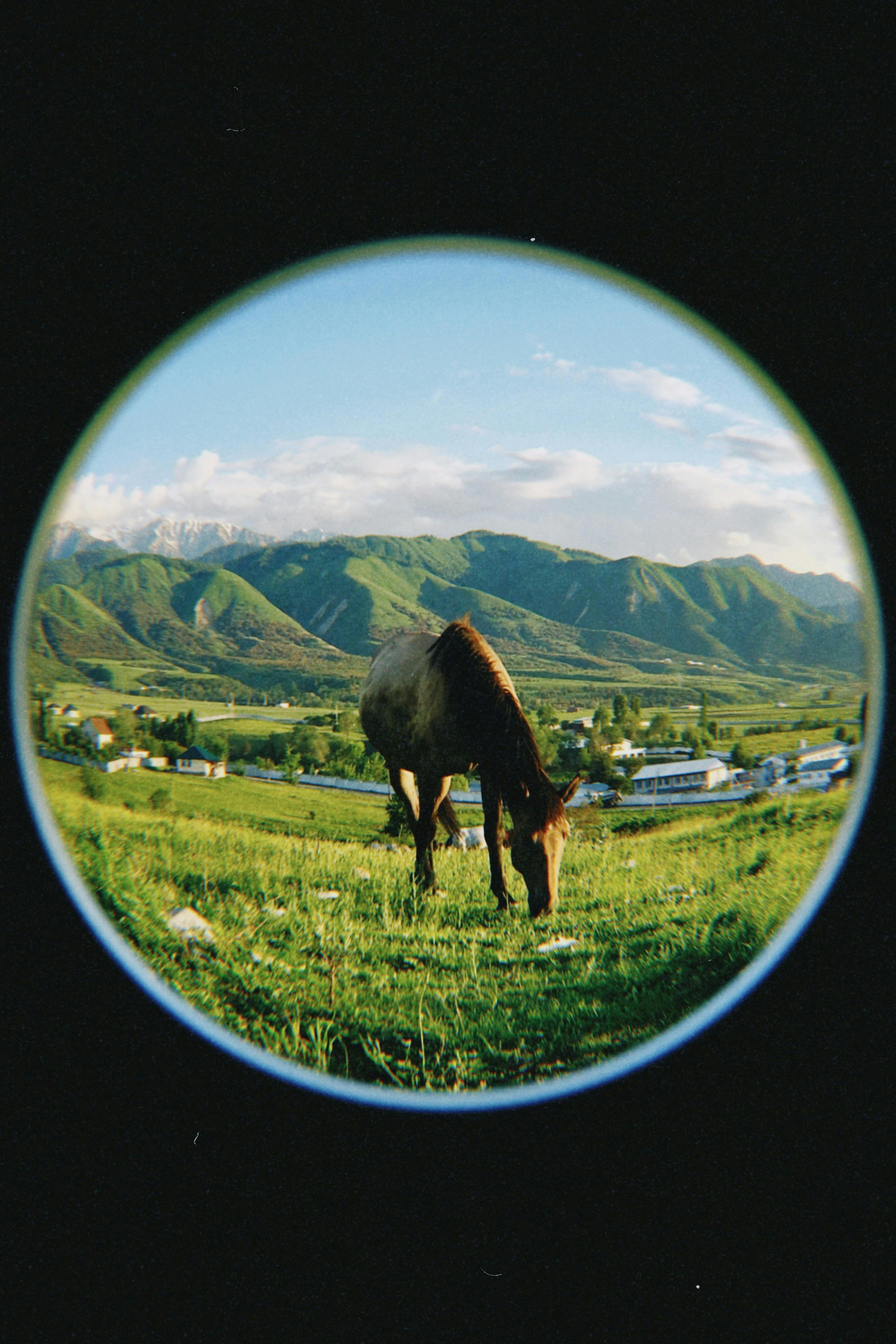 A picturesque scene of a horse grazing on a lush hillside in Talgar, Kazakhstan.