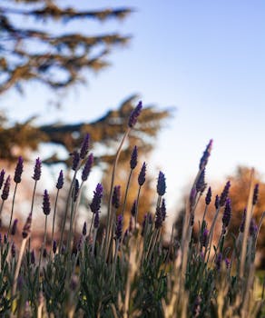 温杜里湖的薰衣草花成为焦点，捕捉了澳大利亚大自然的宁静