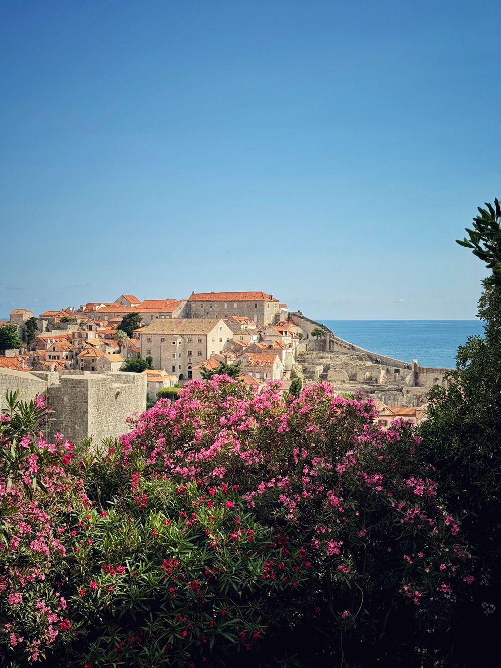 Murallas de Dubrovnik sobre el Adriático con adelfas en flor en primer plano