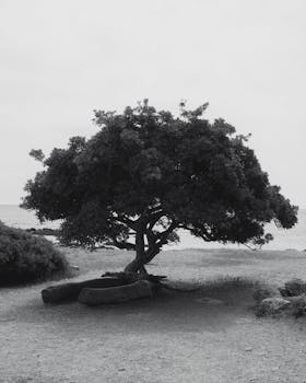 Serene monochrome image of a tree on a sandy beach under an overcast sky.