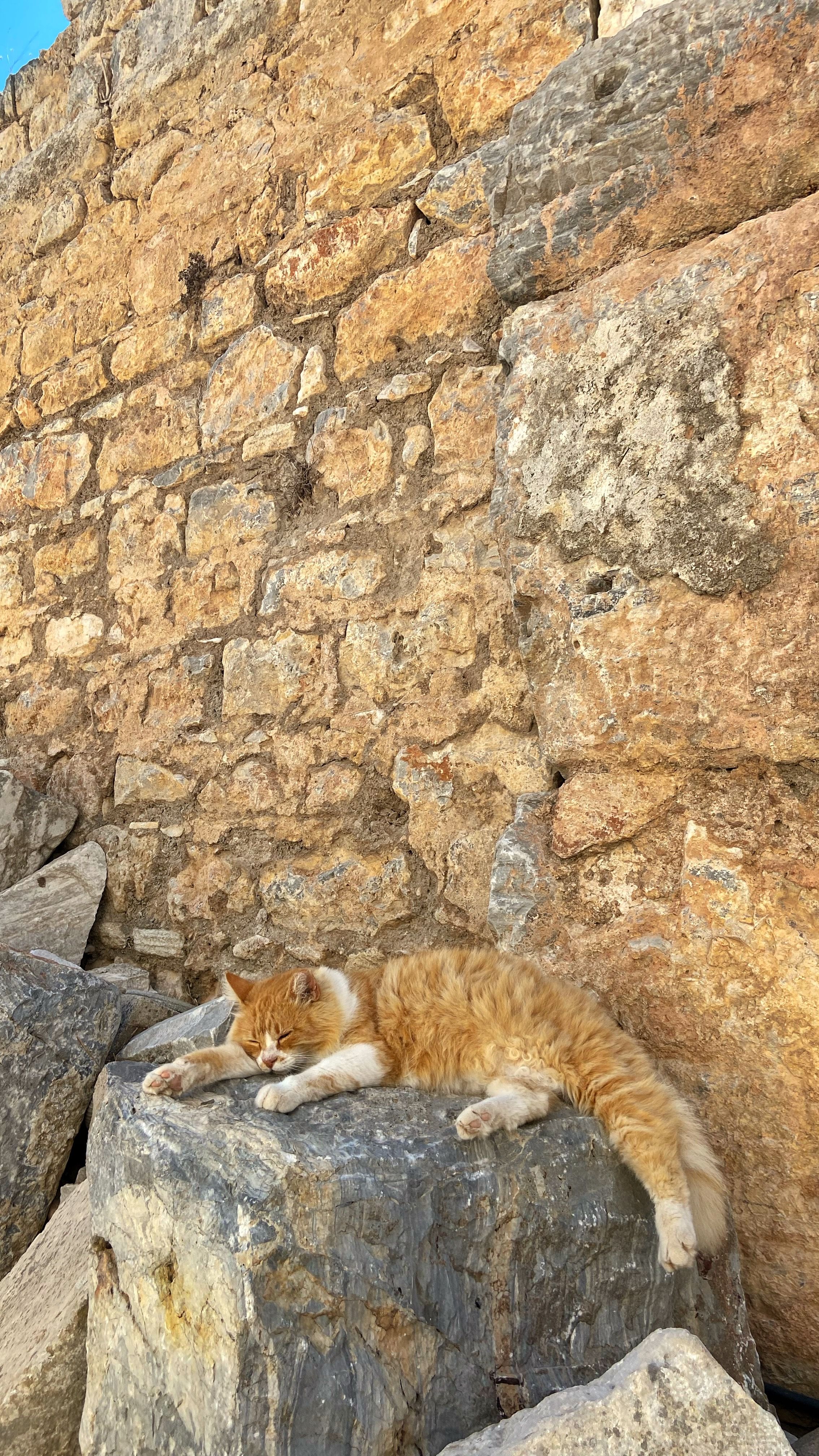 Ginger Cat Relaxing on Ancient Stone Wall in Kuşadası · Free Stock Photo