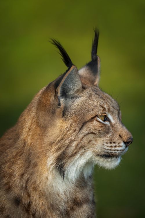 Free Eurasian lynx profile in natural habitat with lush green background. Stock Photo