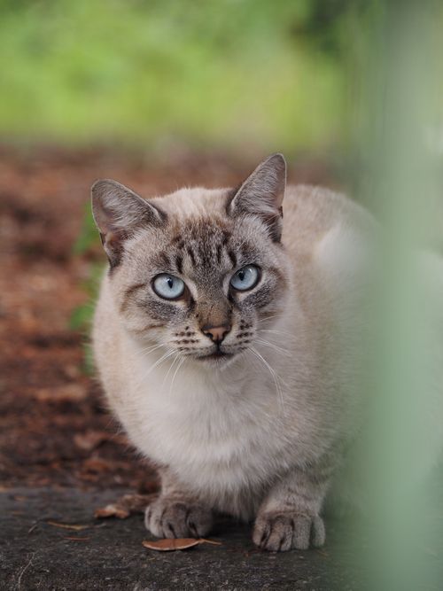 Free A beautiful Siamese cat with blue eyes gazes intently while sitting on a garden path. Stock Photo