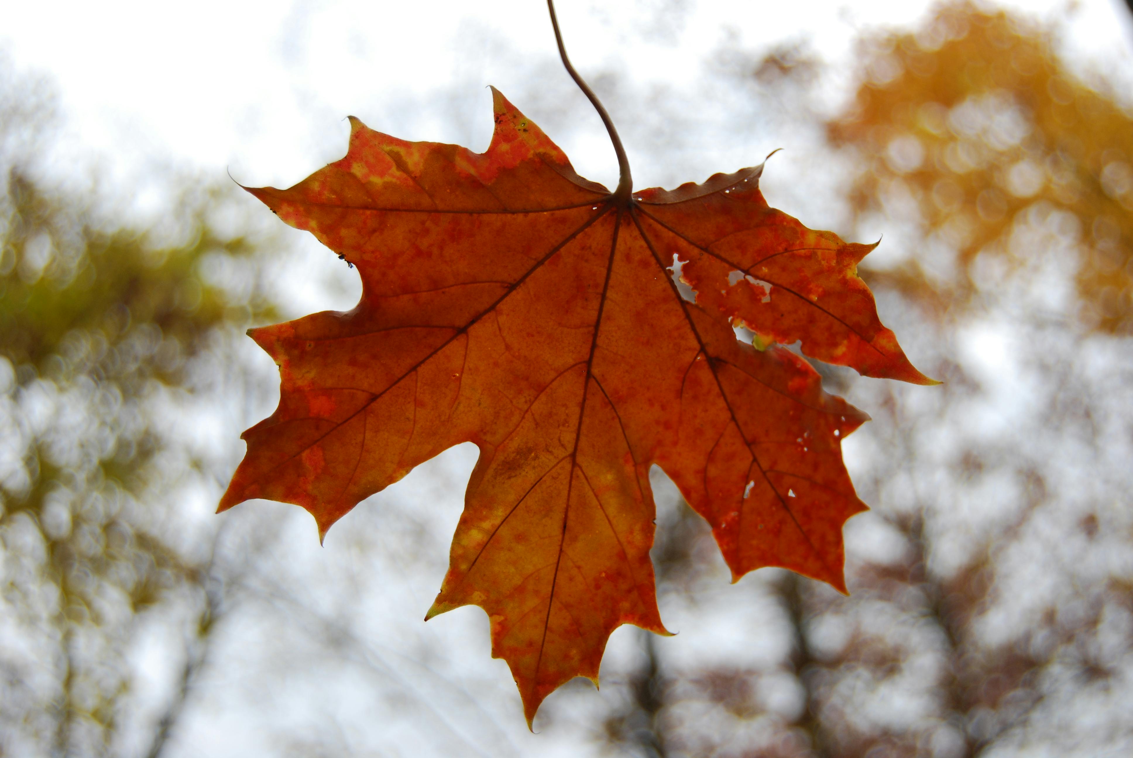 free-stock-photo-of-maple-tree