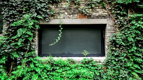 Foto d'estoc gratuïta de finestra, mur de maons, planta enfiladissa