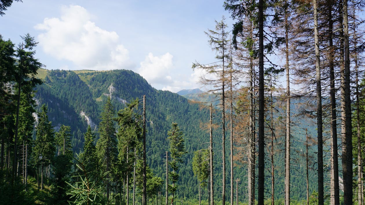 Fotobanka s bezplatnými fotkami na tému borovice, denné svetlo, divá príroda