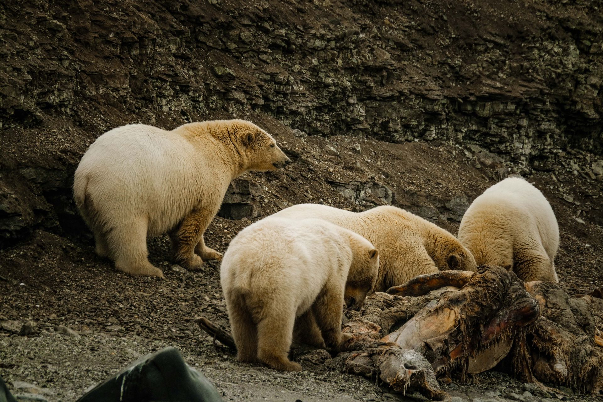 Polar Bears Feeding on Carcass in the Wild