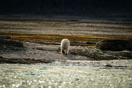 A solitary polar bear walks along a rocky Arctic shoreline, reflecting in calm waters.