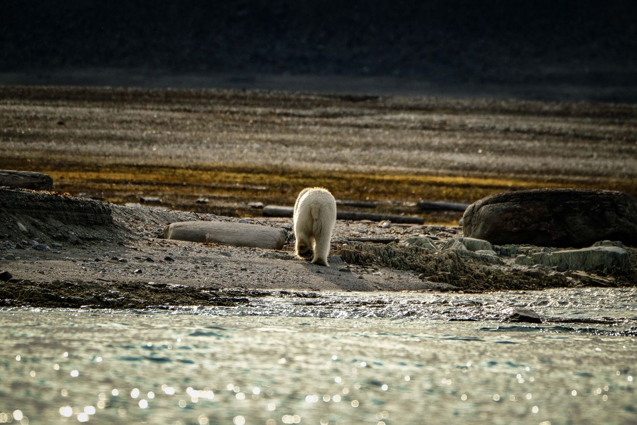 a solitary polar bear walks along a rocky arctic shoreline reflecting