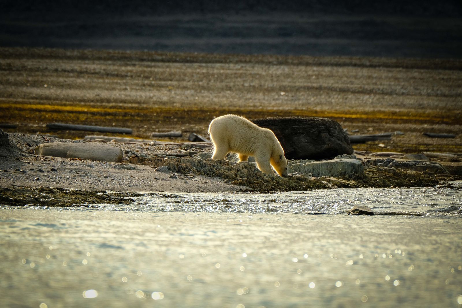 Polar Bear Photos, Download The BEST Free Polar Bear Stock Photos & HD ...