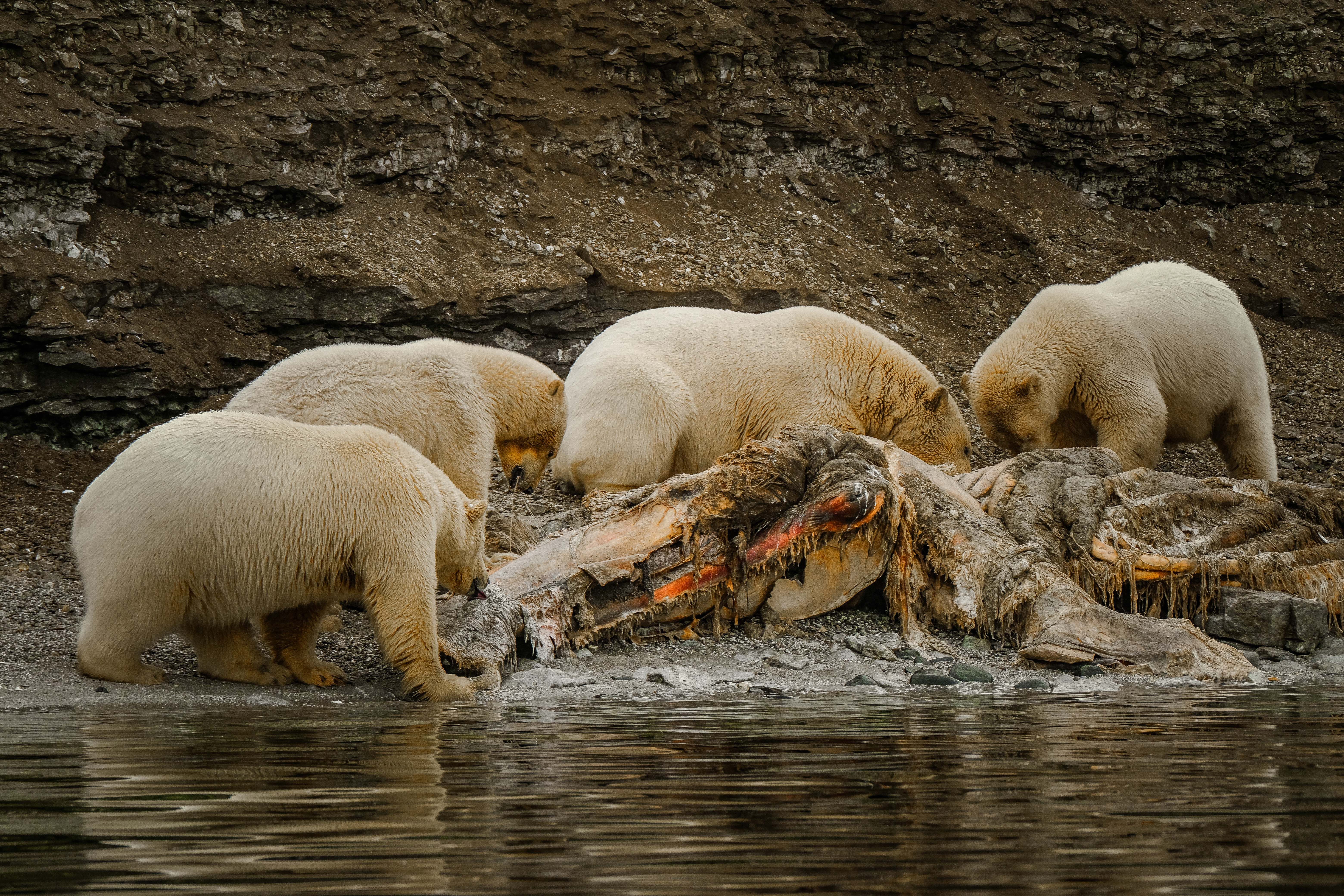 Four polar bears feeding on a whale carcass along a rocky Arctic shoreline.